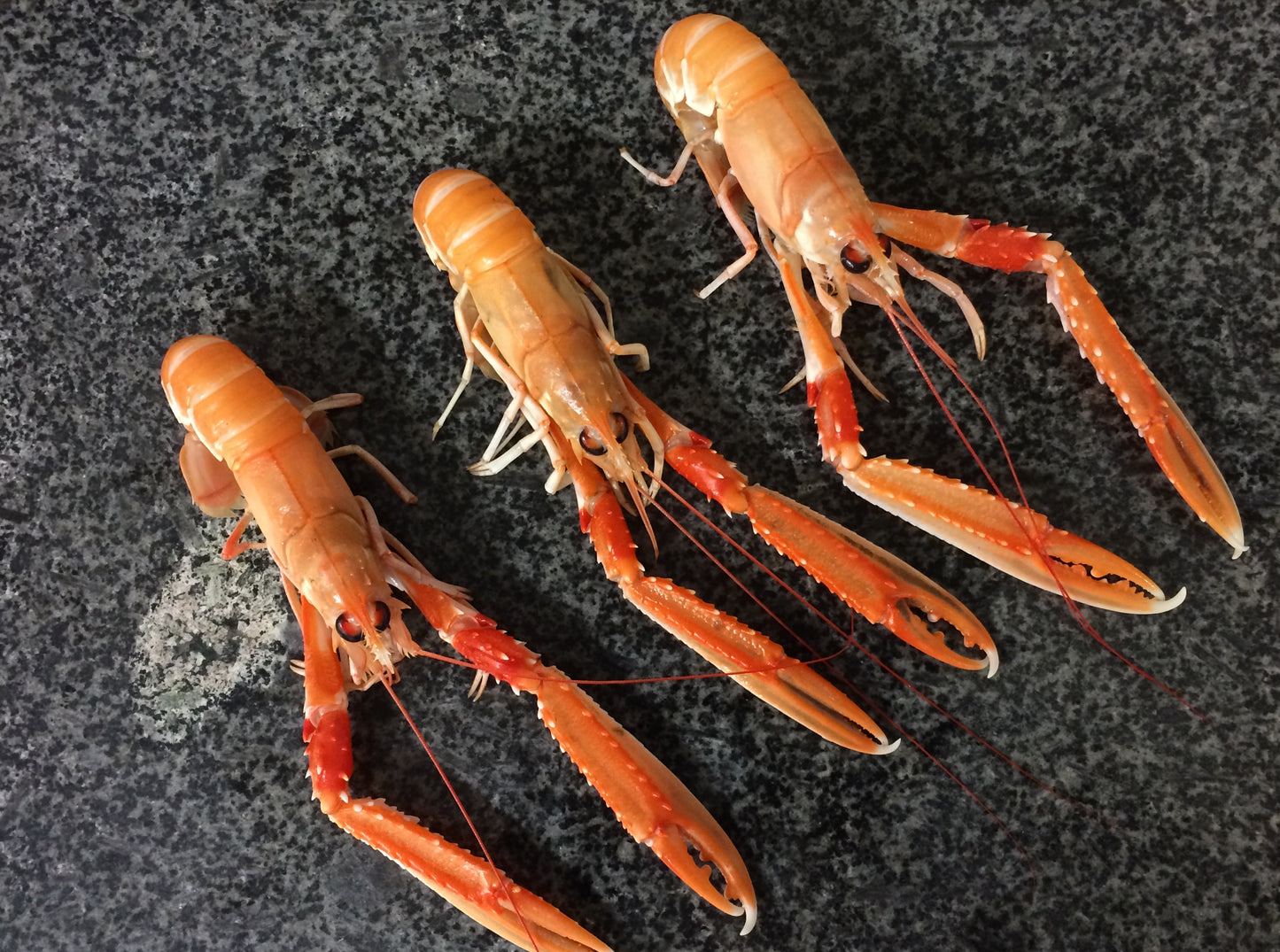 Fresh Scottish Langoustines (500g)