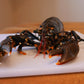 Live Scottish Lobster