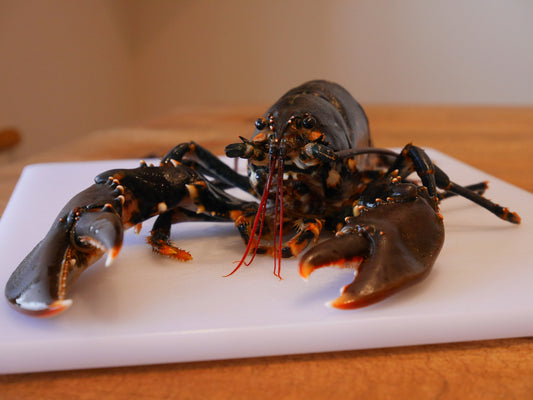 Live Scottish Lobster