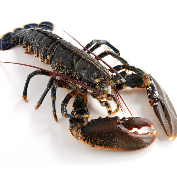 Live Scottish Lobster